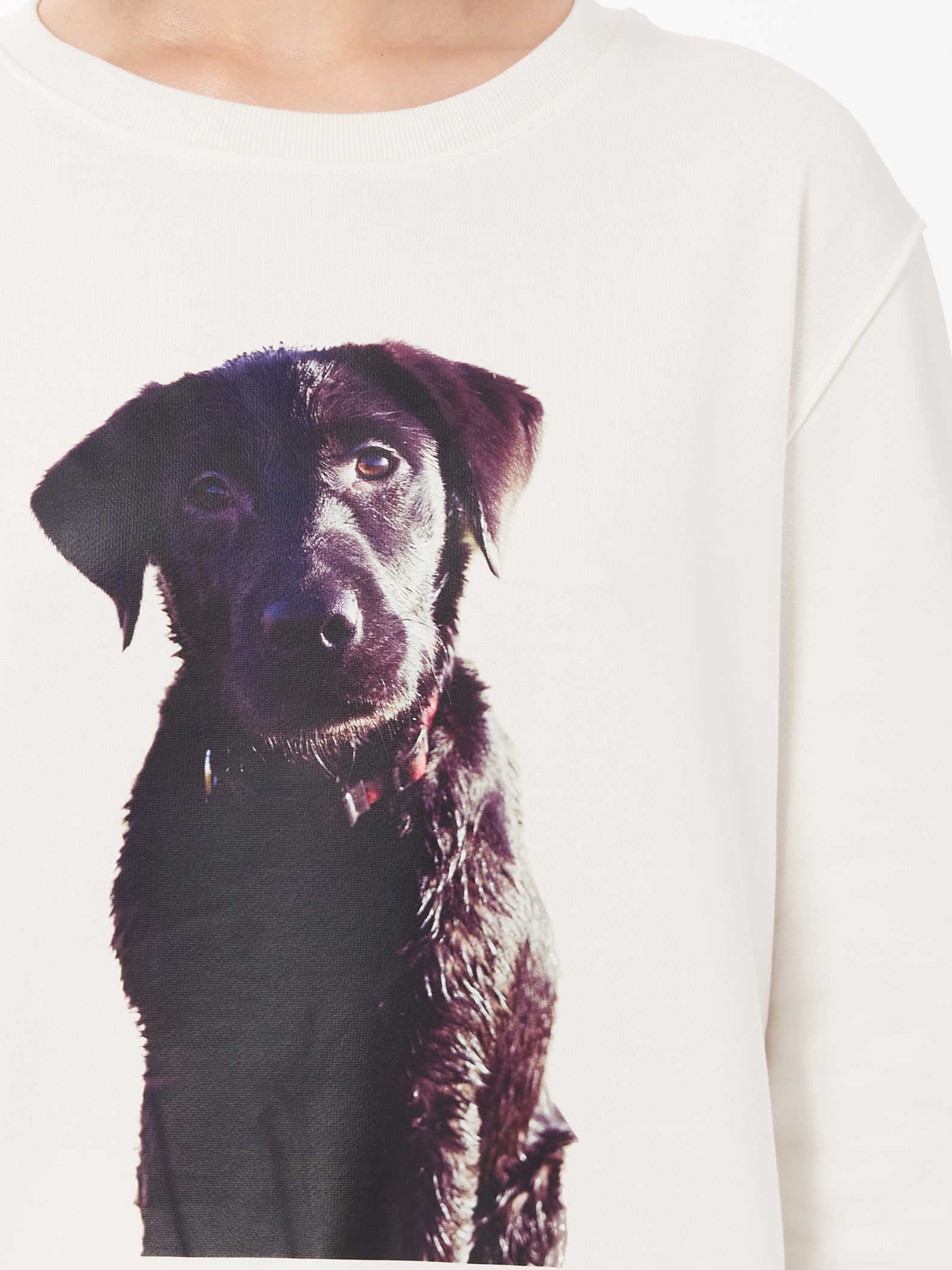 black labrador puppy sweater